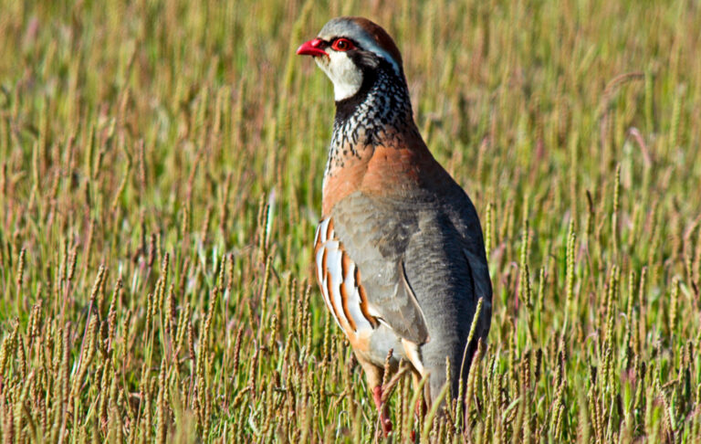 The red-legged partridge in Spain: hunting, conservation and tradition