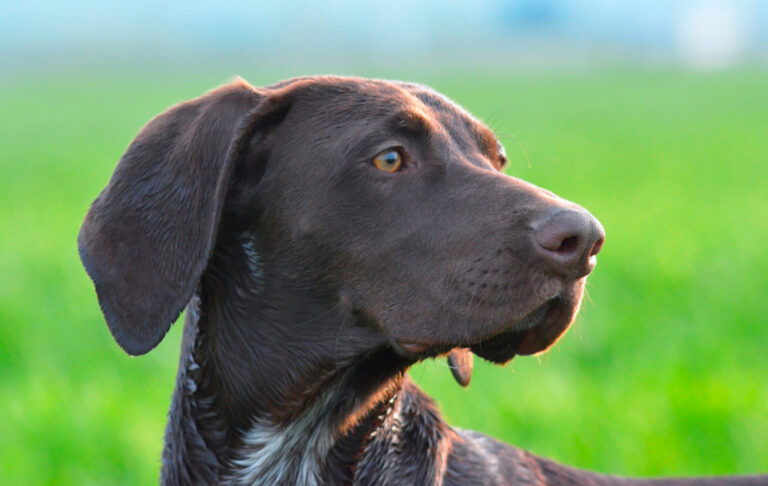 Hunting with dogs: tips for training and caring for your pointing partner