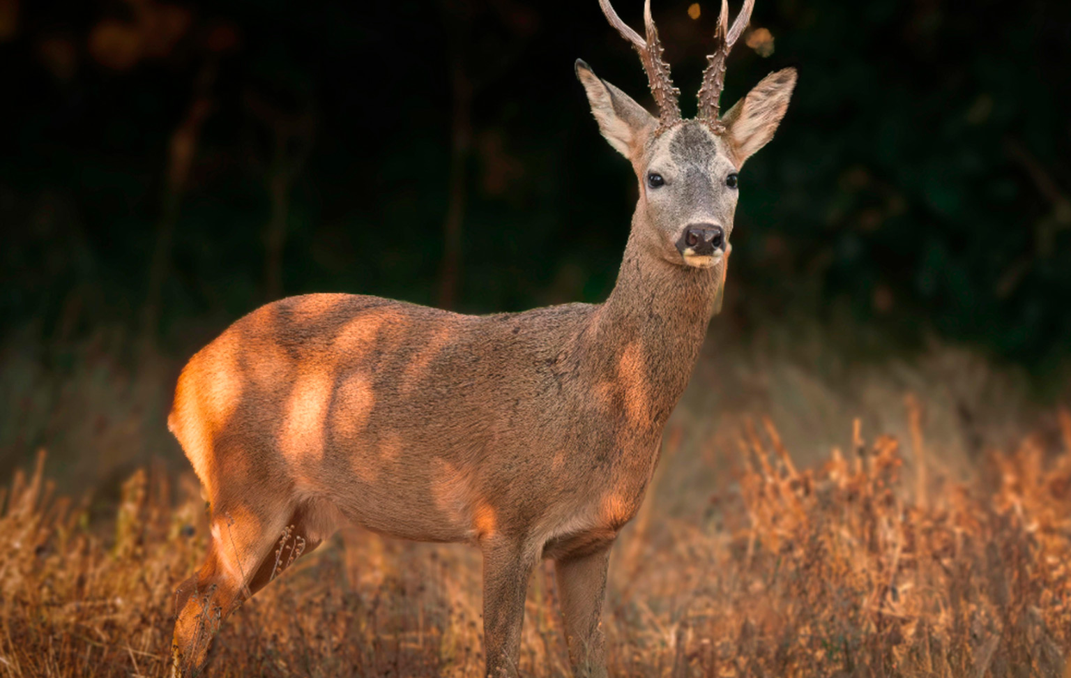 Roe deer management in agricultural ecosystems: sustainable management, damage and preventive measures