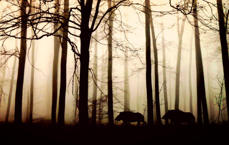 Wild boar in Mediterranean mountains: reading the terrain before seeking the hunt