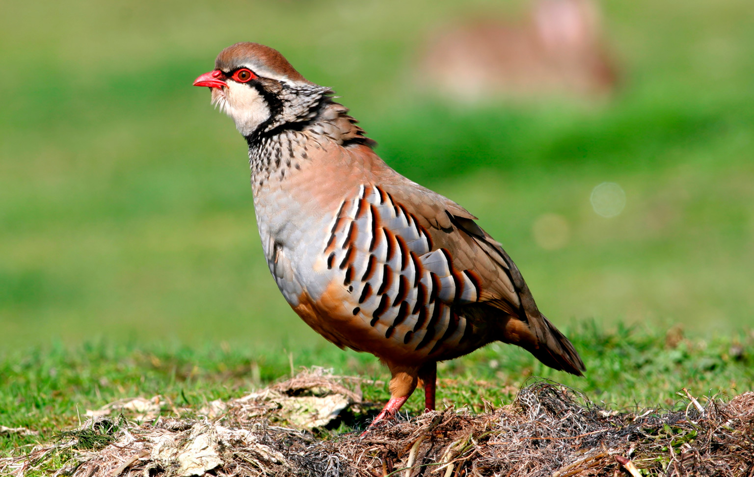 Holm oaks and olive groves: red-legged partridge hunting season