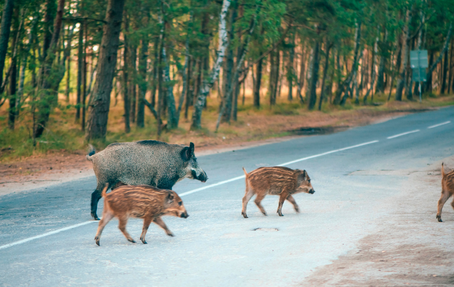 Road accidents involving wildlife: a comprehensive guide for hunters travelling to their hunting grounds
